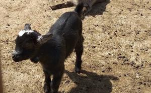 Novi stanovnici stigli u "Pionirsku dolinu" 